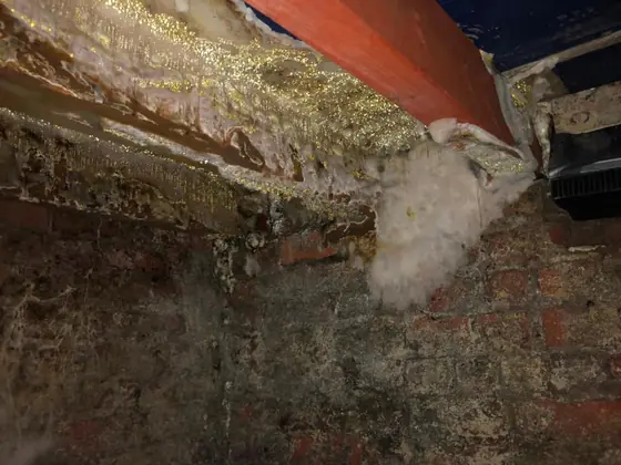 Dry rot growth across old timber and brick